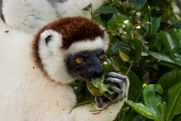 Propithèque de Verreaux, Lémurien, Propithecus verreauxi, Madagascar