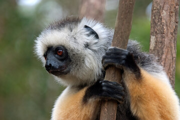 Propithèque à diadème, Propithecus diadema, Lémurien, Madagascar
