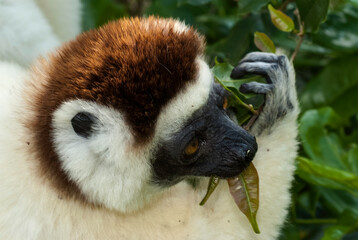 Propithèque de Verreaux, Lémurien, Propithecus verreauxi, Madagascar