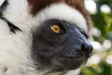 Propithèque de Verreaux, Lémurien, Propithecus verreauxi, Madagascar