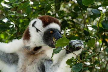 Propithèque de Verreaux, Lémurien, Propithecus verreauxi, Madagascar