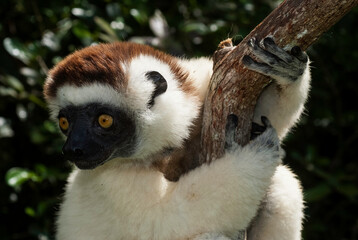 Propithèque de Verreaux, Lémurien, Propithecus verreauxi, Madagascar