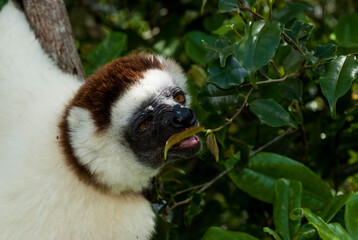 Propithèque de Verreaux, Lémurien, Propithecus verreauxi, Madagascar