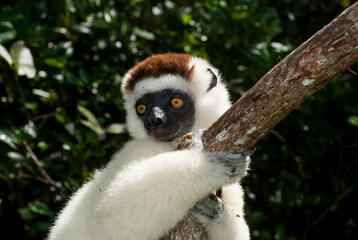 Propithèque de Verreaux, Lémurien, Propithecus verreauxi, Madagascar