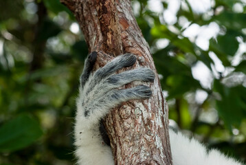 Obraz premium Propithèque de Verreaux, Lémurien, Propithecus verreauxi, Madagascar