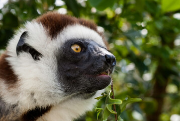 Propithèque de Verreaux, Lémurien, Propithecus verreauxi, Madagascar