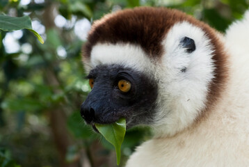 Propithèque de Verreaux, Lémurien, Propithecus verreauxi, Madagascar