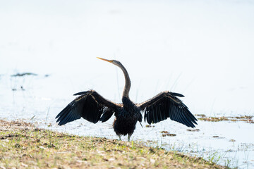 bird