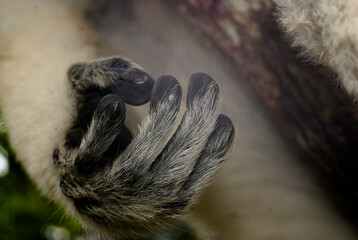 Propithèque de Verreaux, Lémurien, Propithecus verreauxi, Madagascar