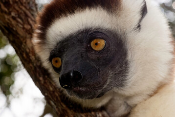 Propithèque de Verreaux, Lémurien, Propithecus verreauxi, Madagascar