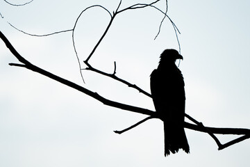 bird