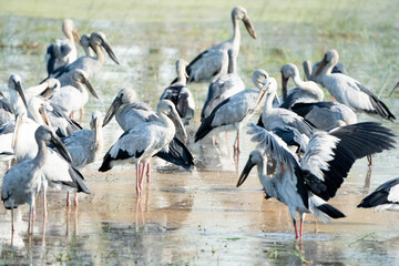 birds