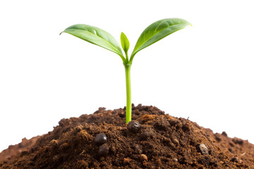 young plant in soil isolated on transparent background