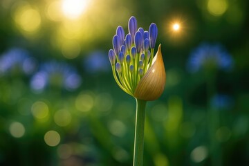 Morning sunlight illuminating the bud of the African lily