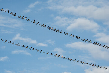 bird