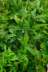 An overhead shot captures the lush greenery of ferns, showcasing their variety in color and texture, creating a vibrant display.