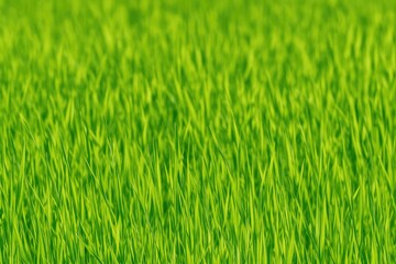 Vivid green grass blades on a vibrant spring garden during a sunny afternoon