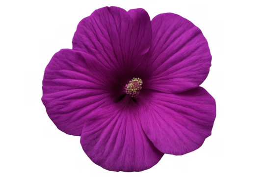 Purple flower blooming, revealing detailed petals against transparent background, capturing floral elegance with vivid color