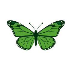 Modern Green Butterfly Logo Silhouette, Front Facing Design, Strong Outline