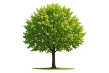 The tree is elegantly trimmed with pristine white foliage.