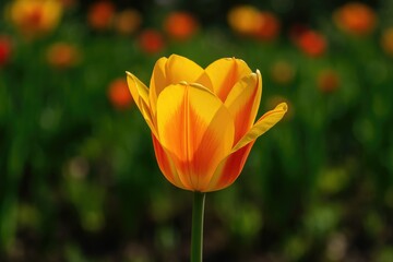 Bright yellow tulip blossom