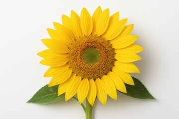 Obraz premium Bright yellow sunflower against a plain white backdrop