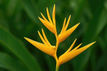Bright yellow heliconia bloom against a natural setting