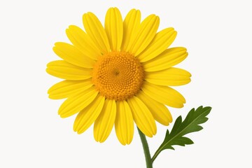 Obraz premium Single yellow daisy flower (chamomile) on a plain white backdrop (decorative element)