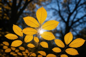 Fototapeta premium Golden fall beech leaves illuminated by sunlight, shallow depth of field with blurred dark branches and a clear blue sky