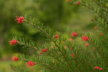 Garden Design Featuring Grevillea Rosmarinifolia's Bright Red Blooms and Slim Foliage