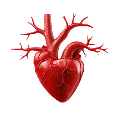 Realistic Human Heart Anatomy Detailed Illustration Cardiology Health on transparent background