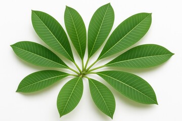 Isolated cluster of green Plumeria leaves on a white backdrop