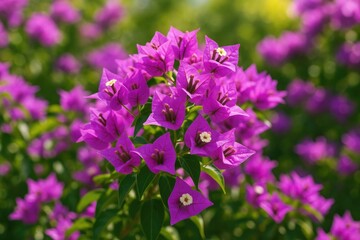 Fototapeta premium Vivid purple bougainvillea blossoms thriving in the sunlight