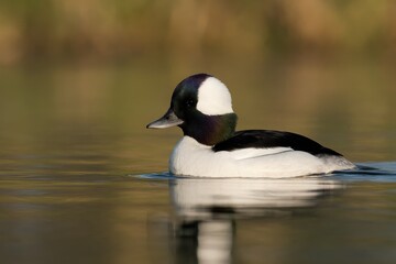 Obraz premium A Bufflehead duck gliding across a tranquil lake surface