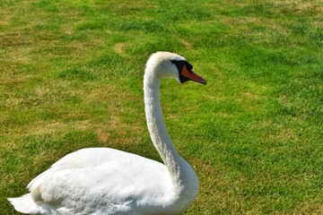 mute swan cygnus olor