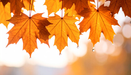 Autumn leaves floating with water drops against a neutral background
