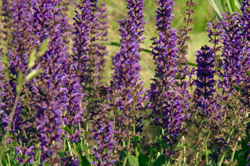 A background of beautiful purple flowers. Summer purple flowers. Summer sage (Salvia nemorosa) blooms among wild herbs. Woodland sage, Balkan clary, blue sage or wild sage. Blooming flower