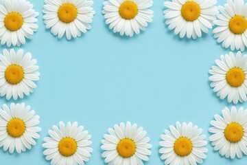 Blue backdrop featuring white chamomile blossoms with ample space at the top view