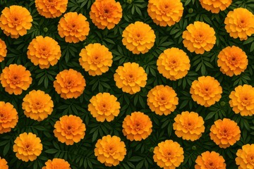 Vibrant marigold floral backdrop with lush leaves