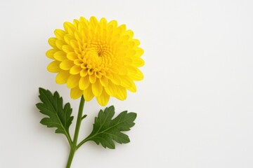 Naklejka premium Stunning yellow chrysanthemum blossom