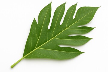 Fototapeta premium Close-up of Artocarpus altilis leaf (Breadfruit) on a white background, top-down perspective with clipping path