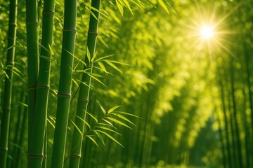 Fototapeta premium The Sun Illuminates the Vibrancy of Bamboo