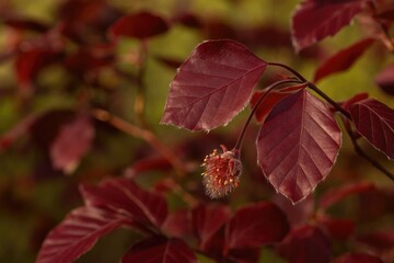 Obraz premium Purple Beech Tree with Blooming Beechmast