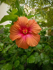A Close up view of a Hibiscus ornamental flower also known as Chinese rose in vibrant orange color...