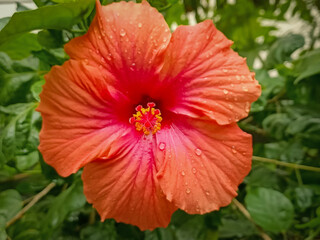 A Close up view of a Hibiscus ornamental flower also known as Chinese rose in vibrant orange color having medicinal properties and grown in tropical India.