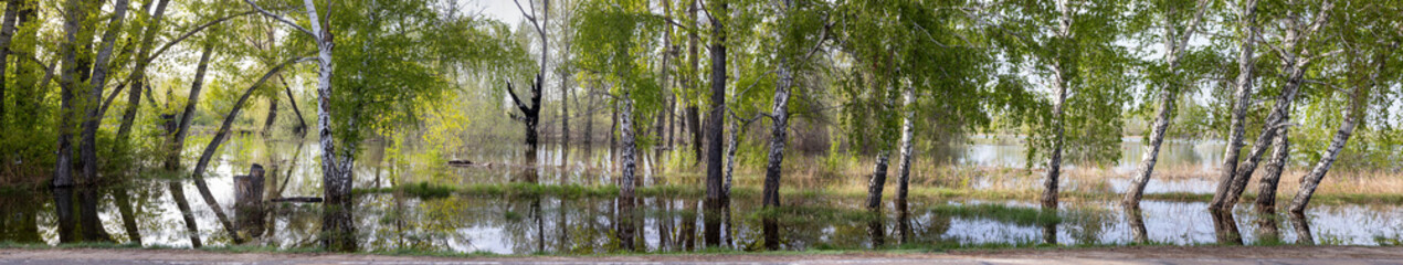 panorama birch trees flooded with water in the forest
