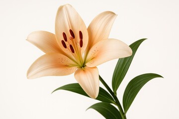 Obraz premium Stunning Exotic Hybrid Lily Bloom