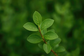 Close-up of a shrub branch in detail