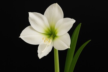 Obraz premium The Amaryllidaceae Plant Family Overview