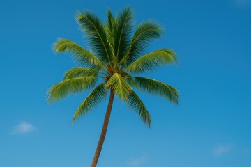 Stunning tropical palm against a clear blue sky
